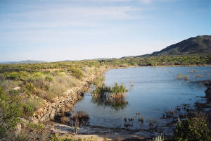 liebresyalgunoscarros002.jpg